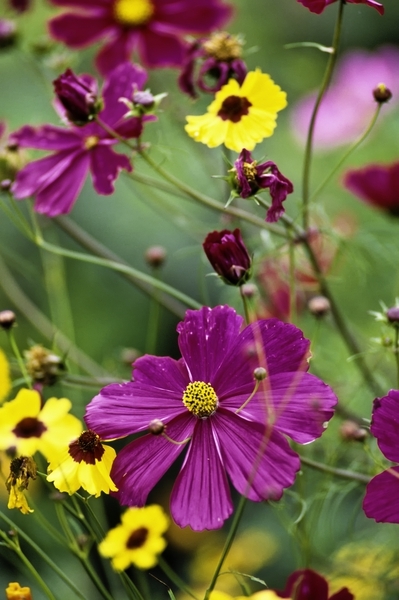 cosmos d131-116m.jpg