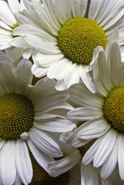 daisies d103-113m.jpg