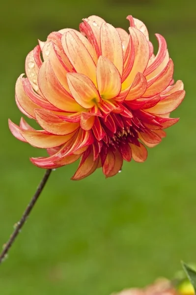 pink & yellow dahlia fl161-67.jpg