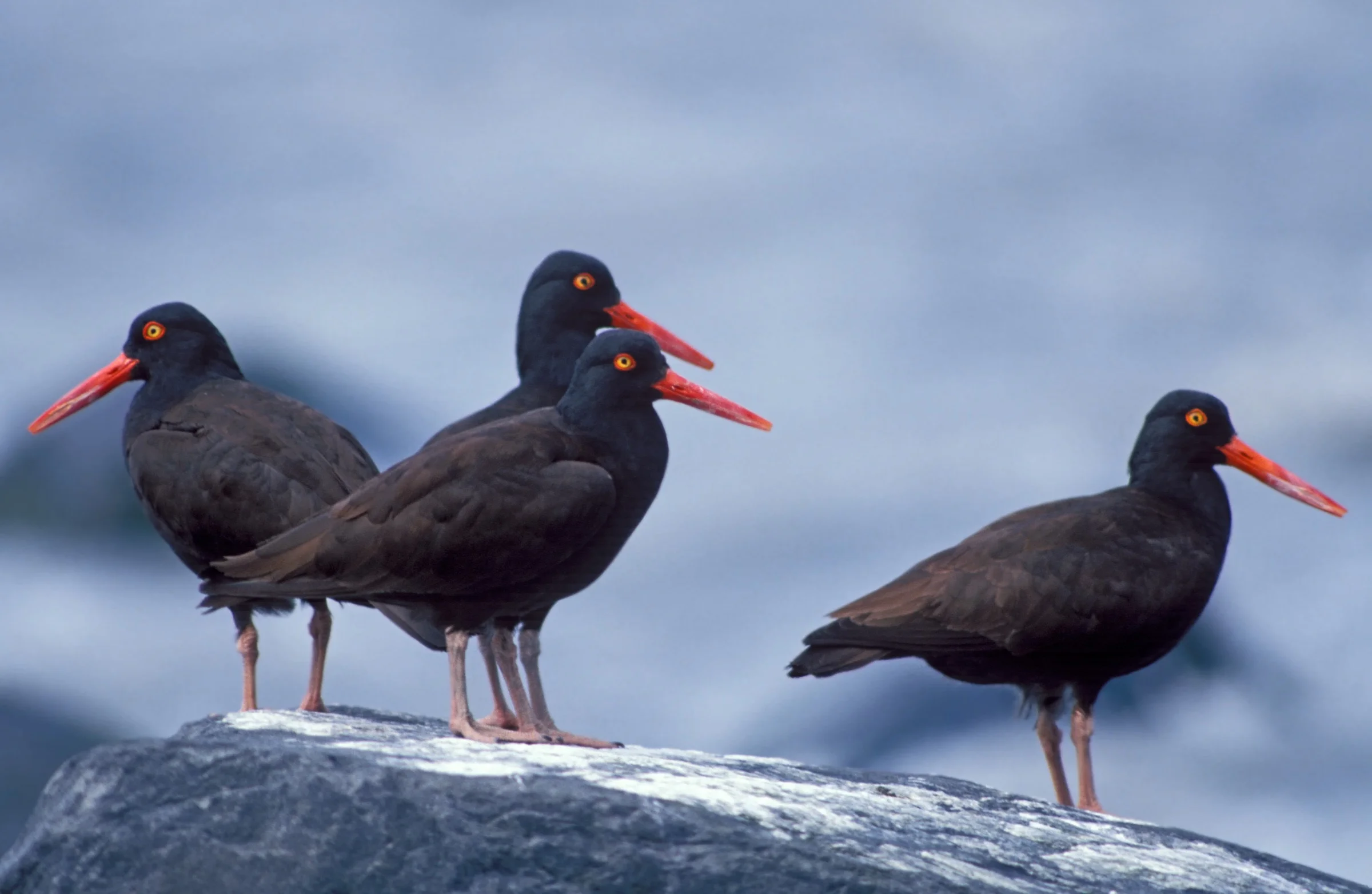 black OYSTERCATCHERS