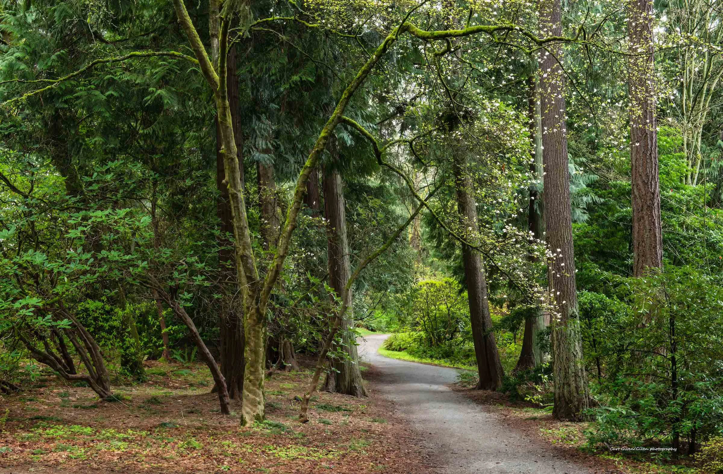Trail&ForestP24-15W2.jpg