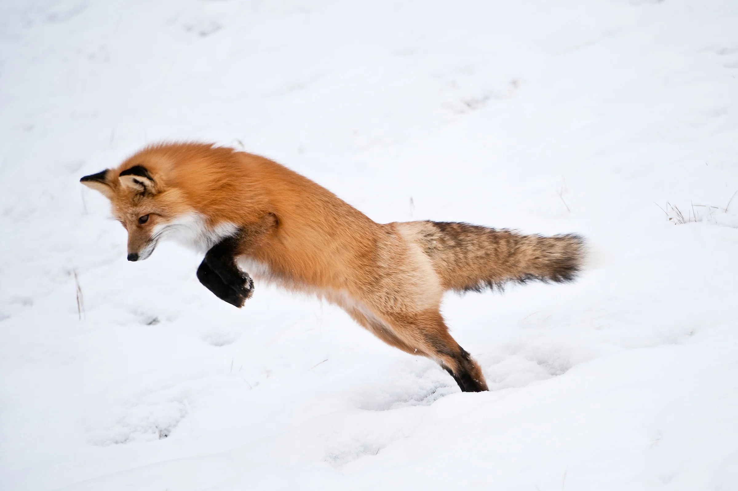 RedFoxA57-12006D.jpg