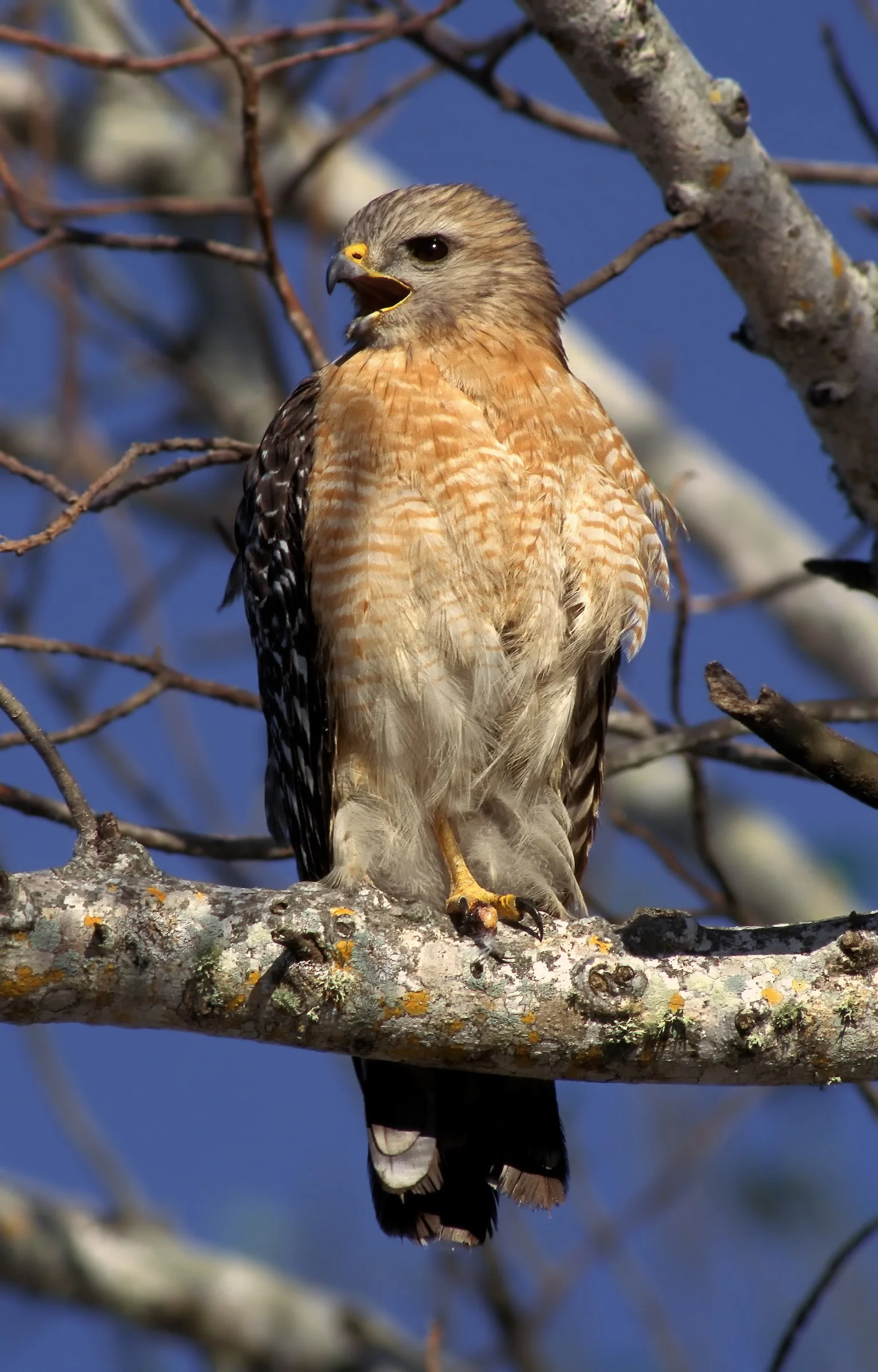 RED-SHOULDERED HAWK. © GIVEN PHOTOGRAPHY 2018