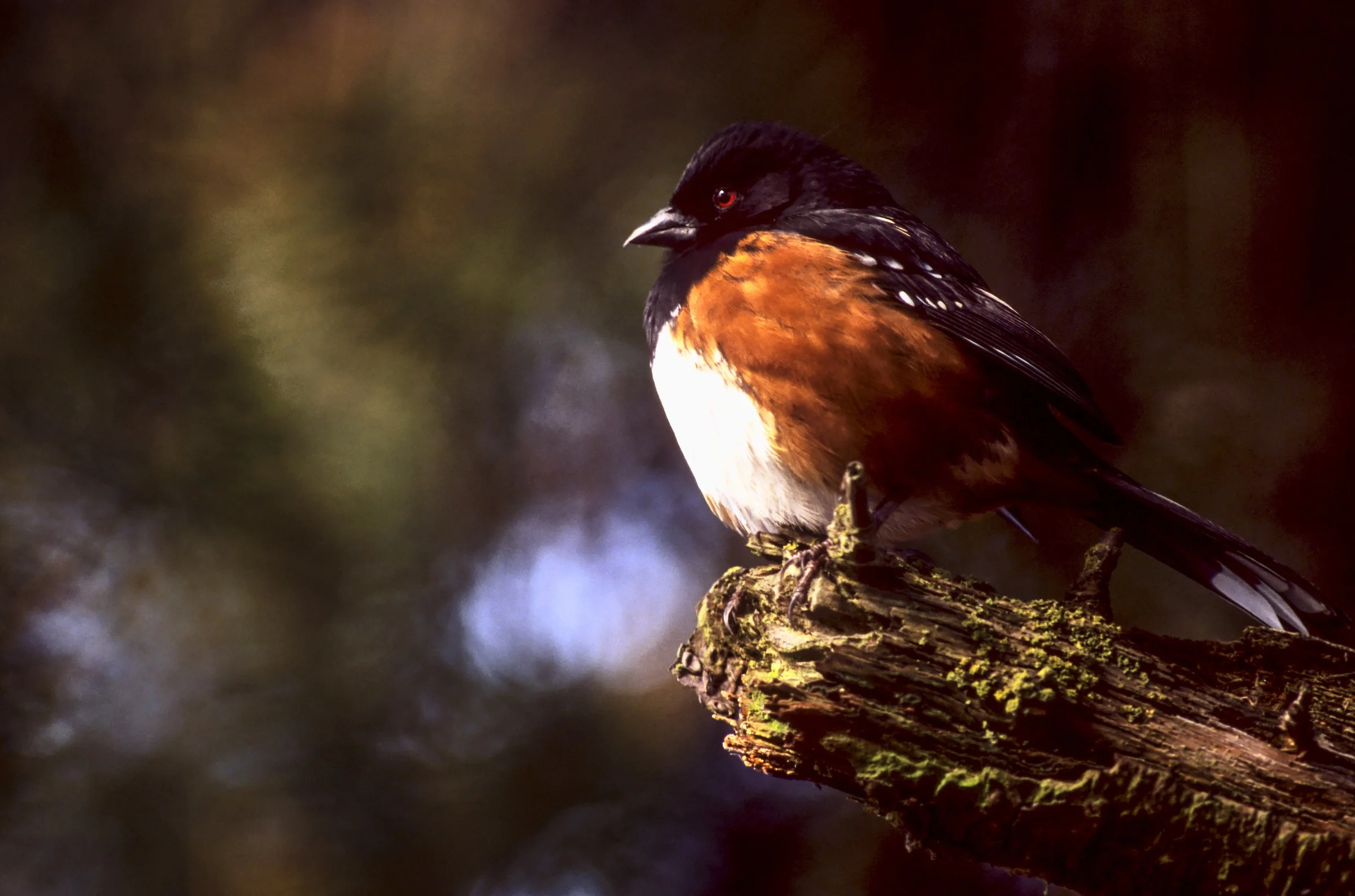 Rufous-sided towhee. © given photography 2018