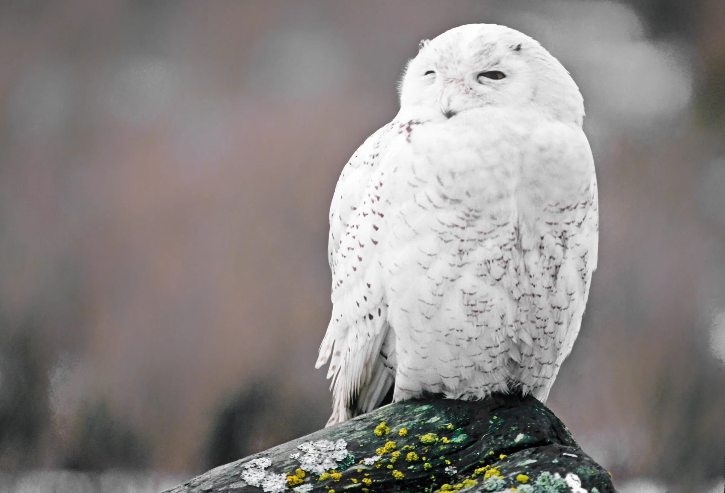 SNOWY OWL. © GIVEN PHOTOGRAPHY 2018