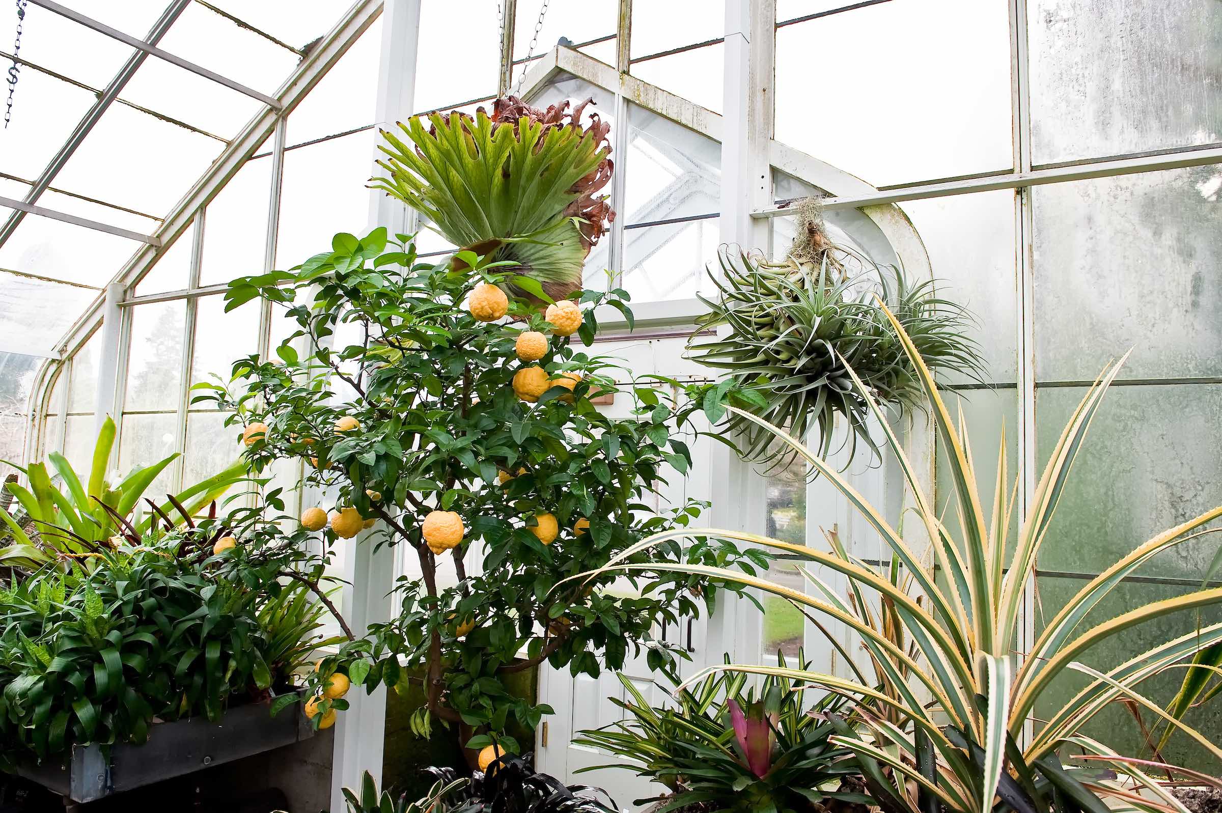 Volunteer park conservatory. © given photography 2018