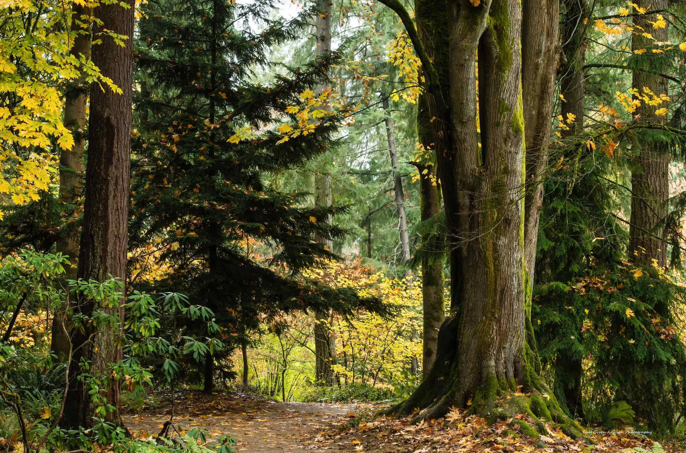Autumn Forest Trail P34-16W.jpg