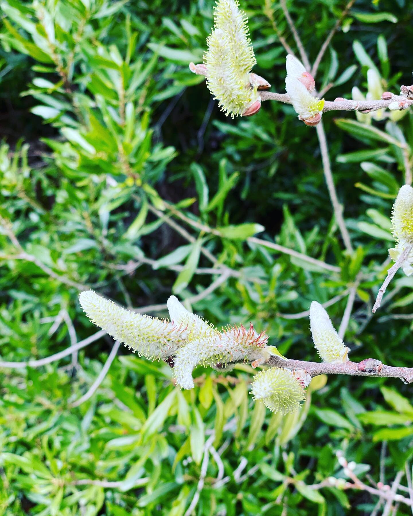 Pussy willow just starting to bloom. Happy first day of spring!

#spring #firstdayofspring #signofspring #nature