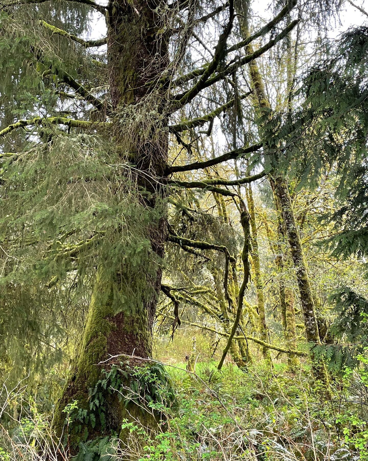 This morning the cool, drizzly weather greeted us as we headed to the Columbian White-tailed Deer National wildlife refuge. Along the way, we were delighted to see early signs of spring. 

#naturetravel #naturelovers #naturephotography #signsofspring