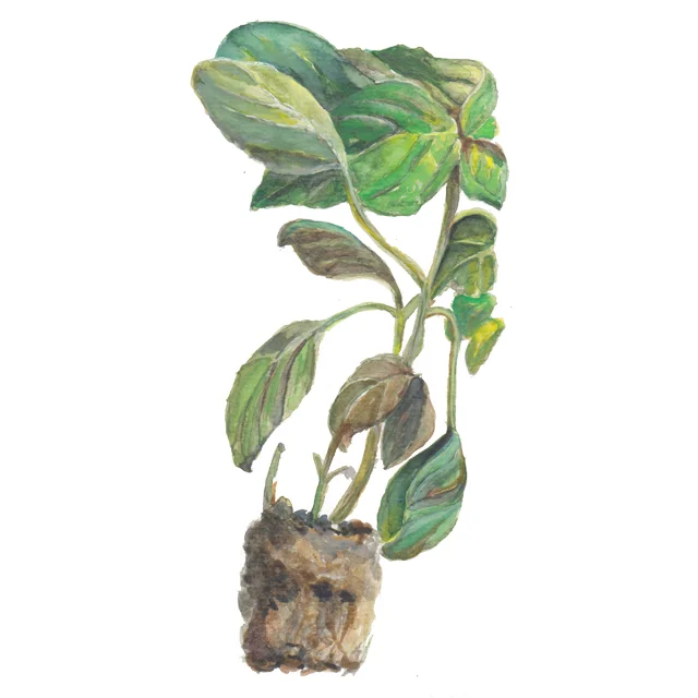 Seasonal Herb Calendar Project