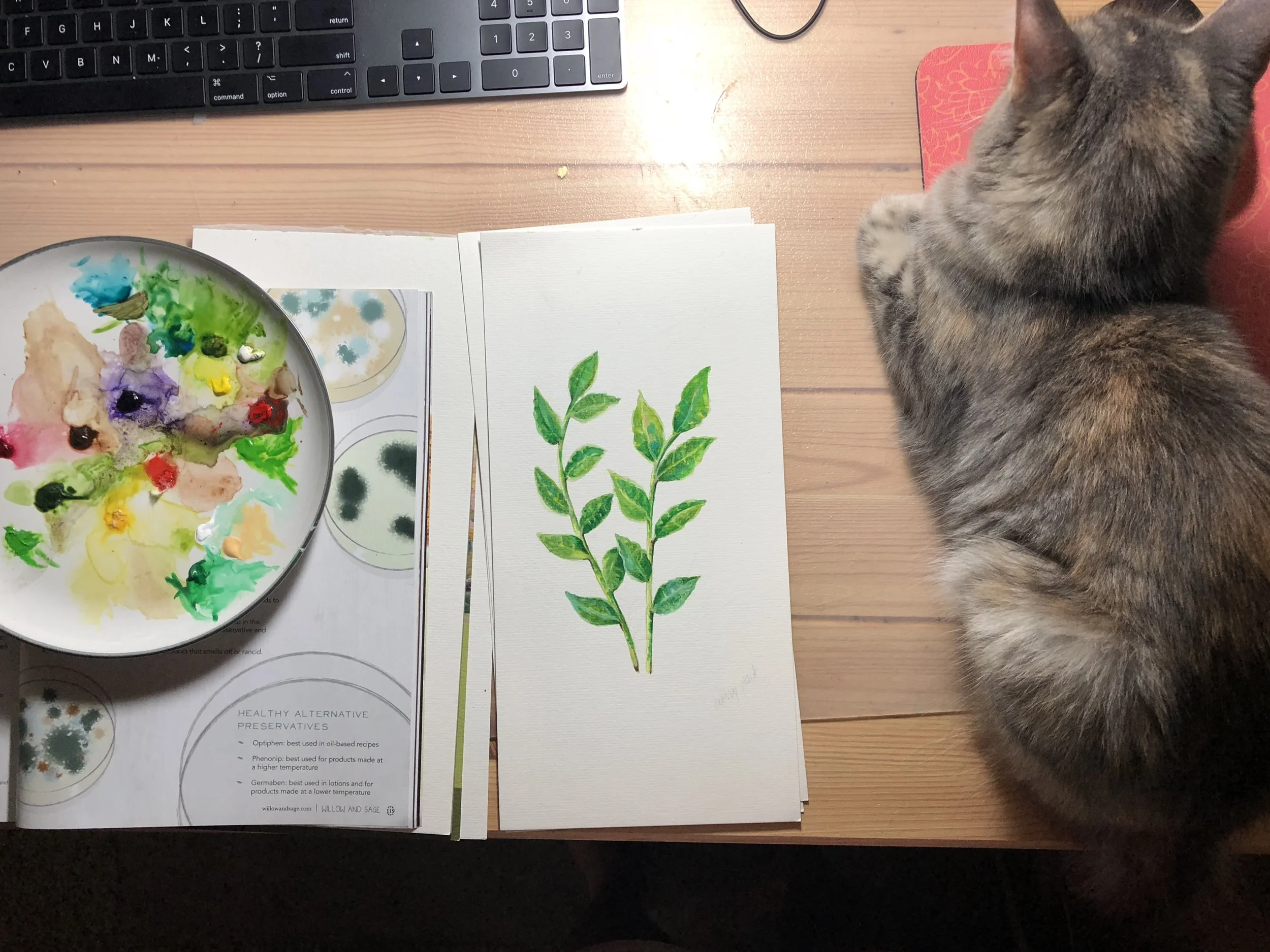 Herb of July is Curry Leaf! 