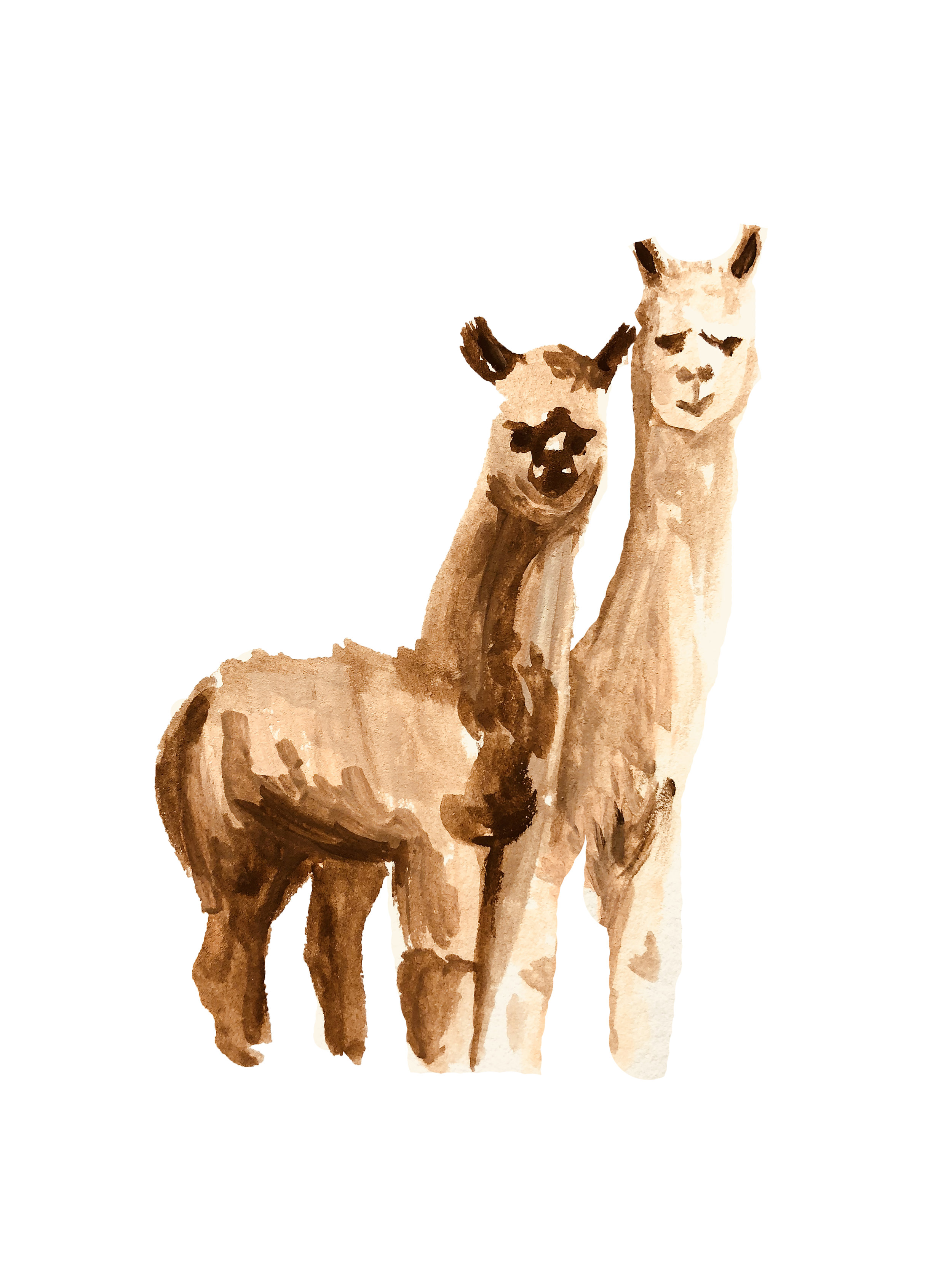 alpacas.jpg