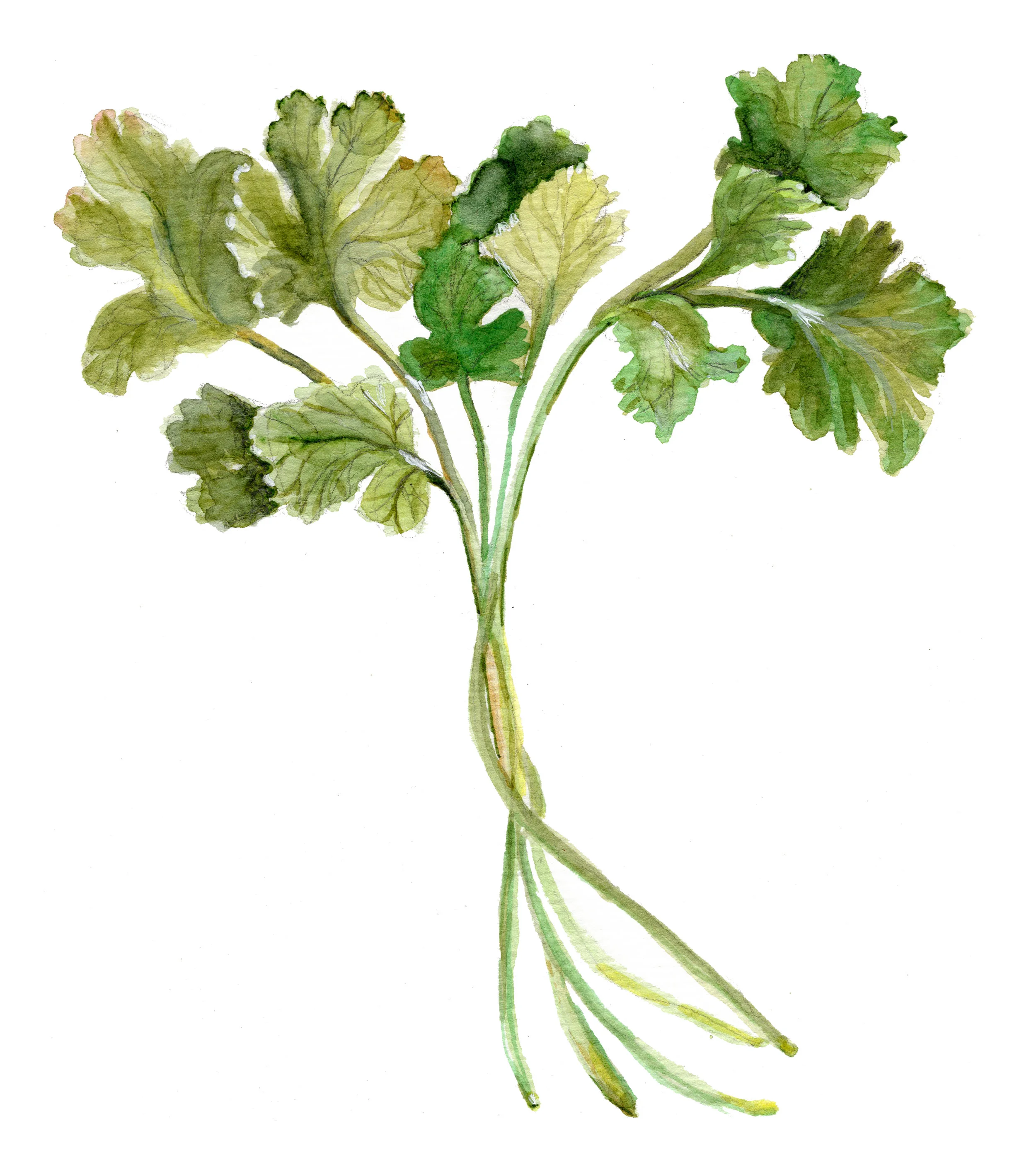 cilantro.jpg