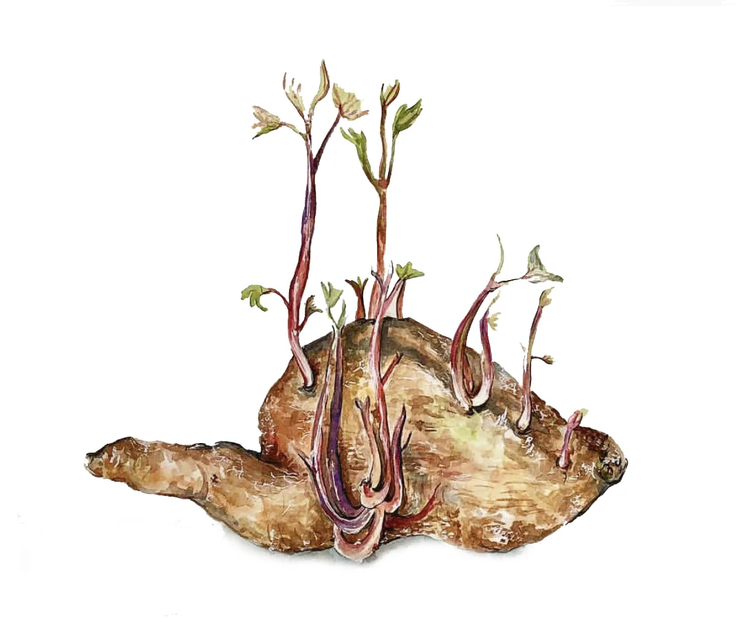 sweetpotatoe.jpg