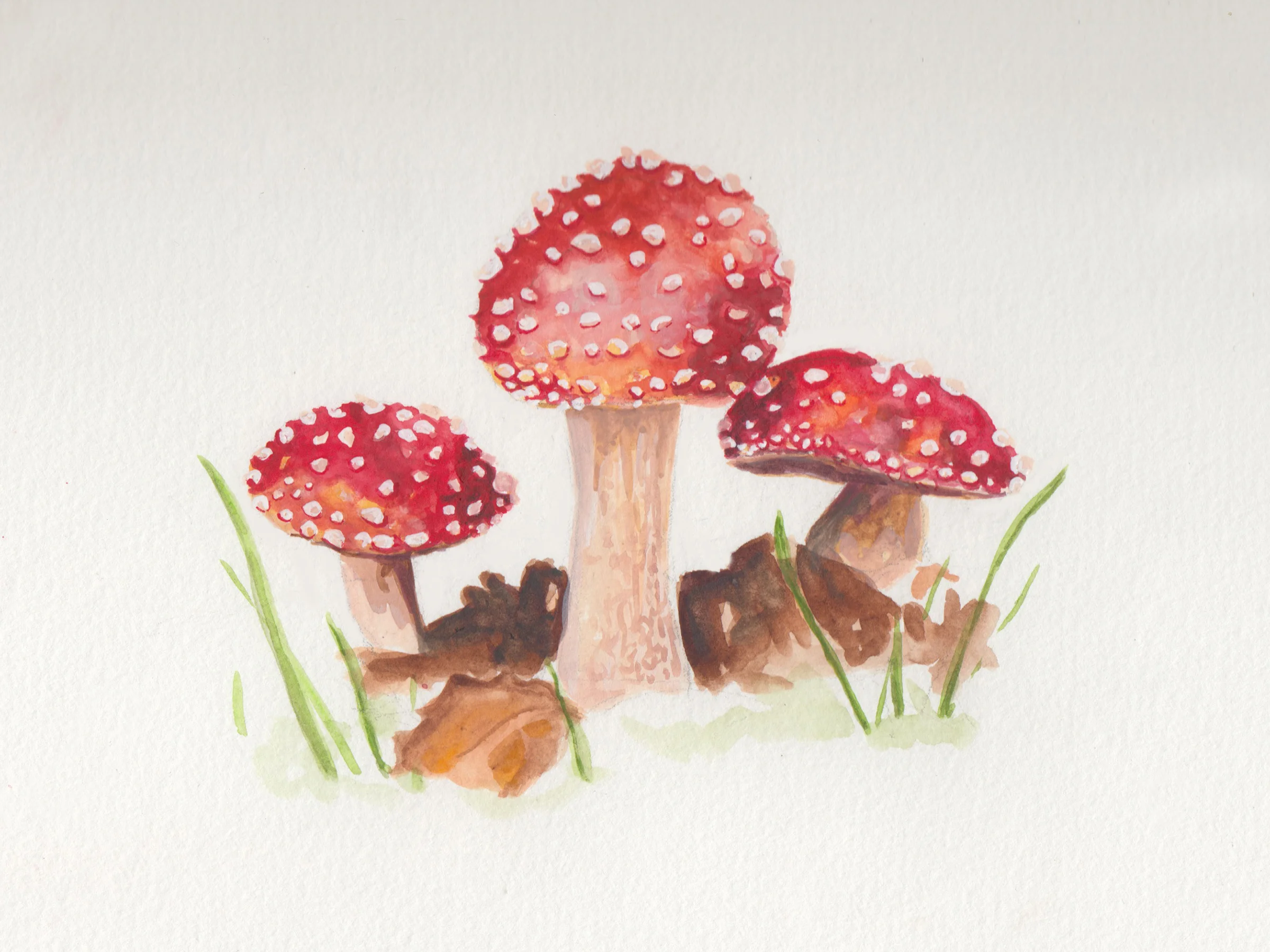 mushrooms-red.jpg