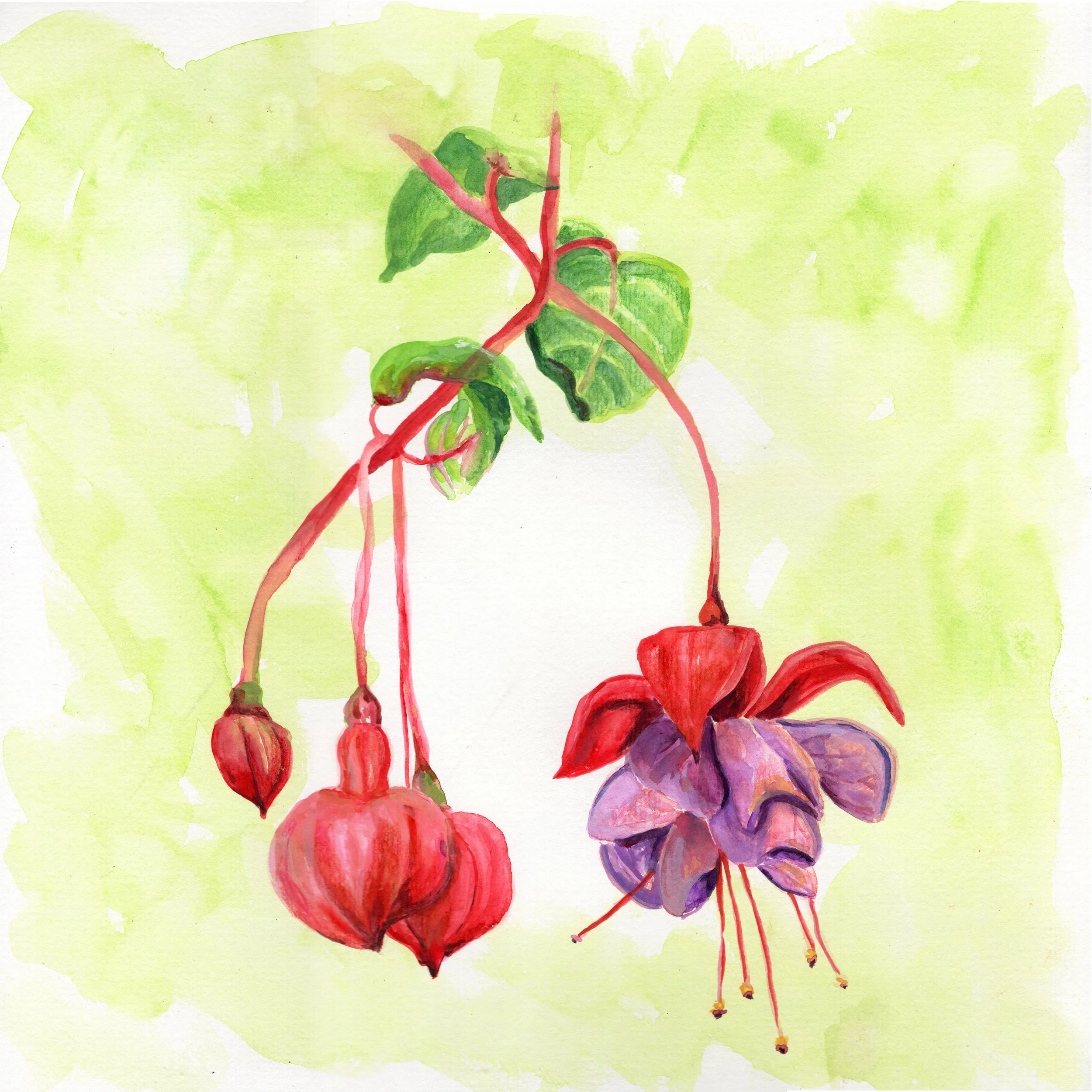 hangingflower.jpg
