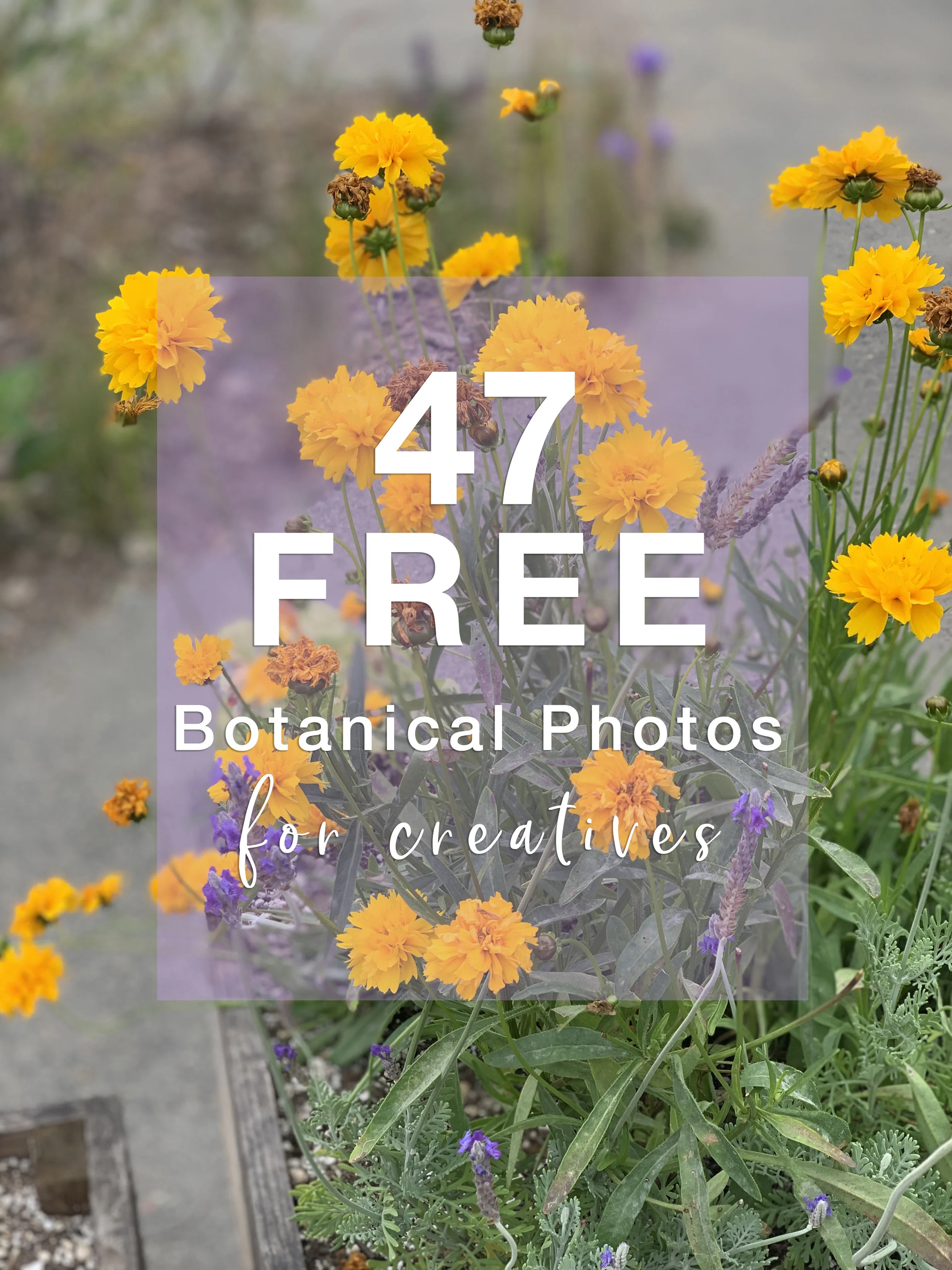 47 Free Botanical Photos 