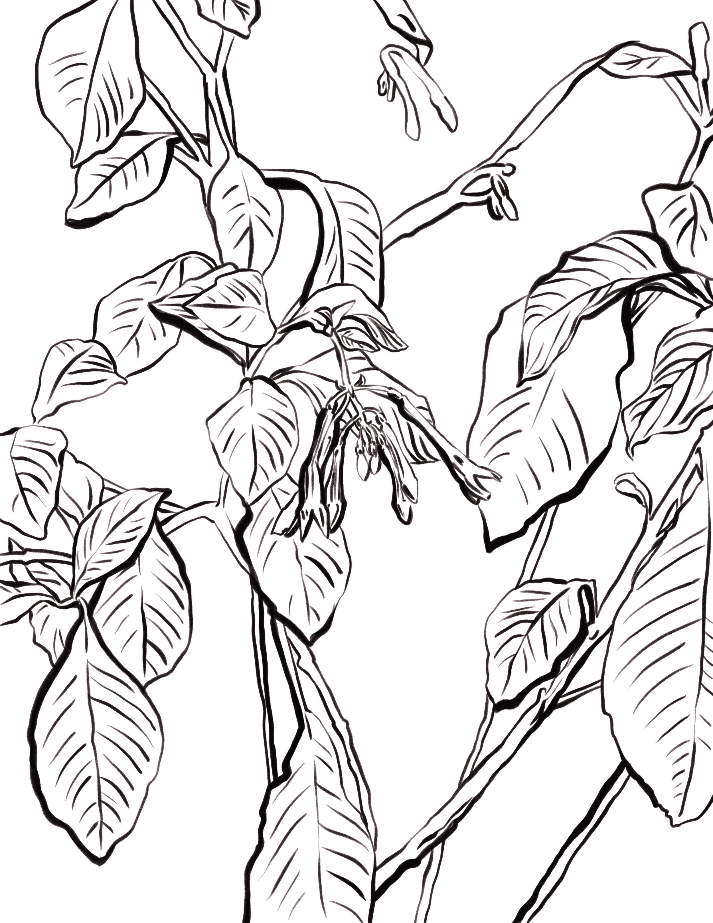 FREE Coloring Book Sheets Aeschynanthus Radicans