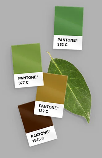 Woodees Visual Identity, Packaging, & Collateral