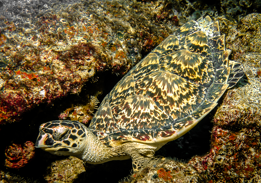 Hawksbill Turtle-1.jpg