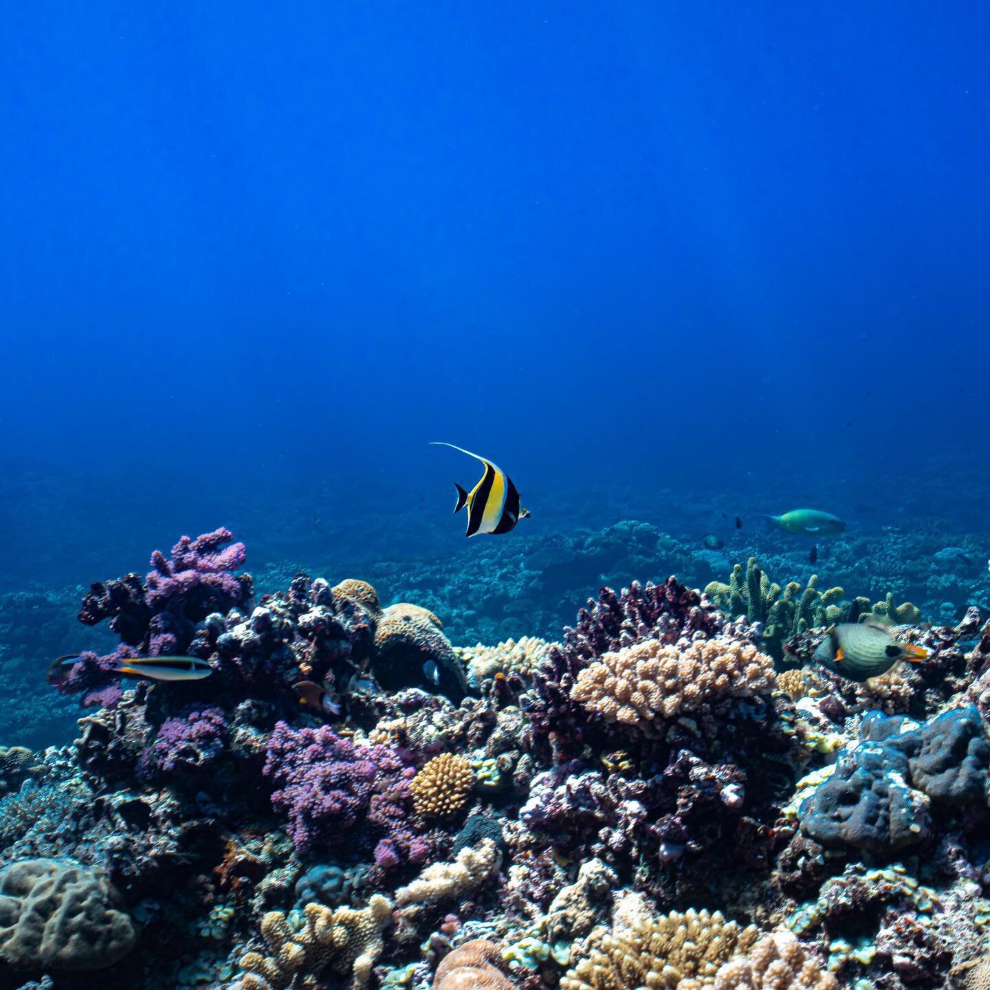 A moment of calm on the reef, with a Moorish Idol taking centre stage.  Elegant and graceful, they are usually found in pairs.  They eat coral polyps and are therefore always found next to or on reef. 

*
*
Photo: @steunderwater 
#covidassurance #fij