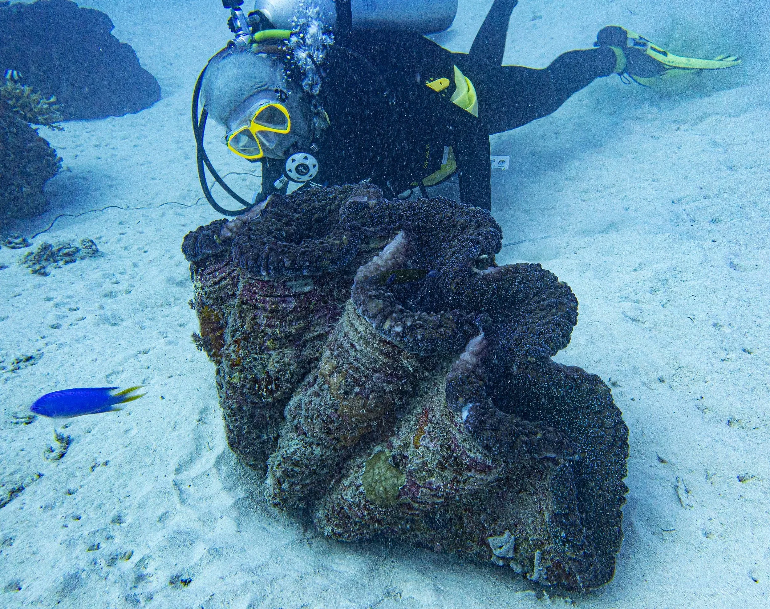 Did you know that Tokoriki Diving is home to Fiji’s most unique dive site?