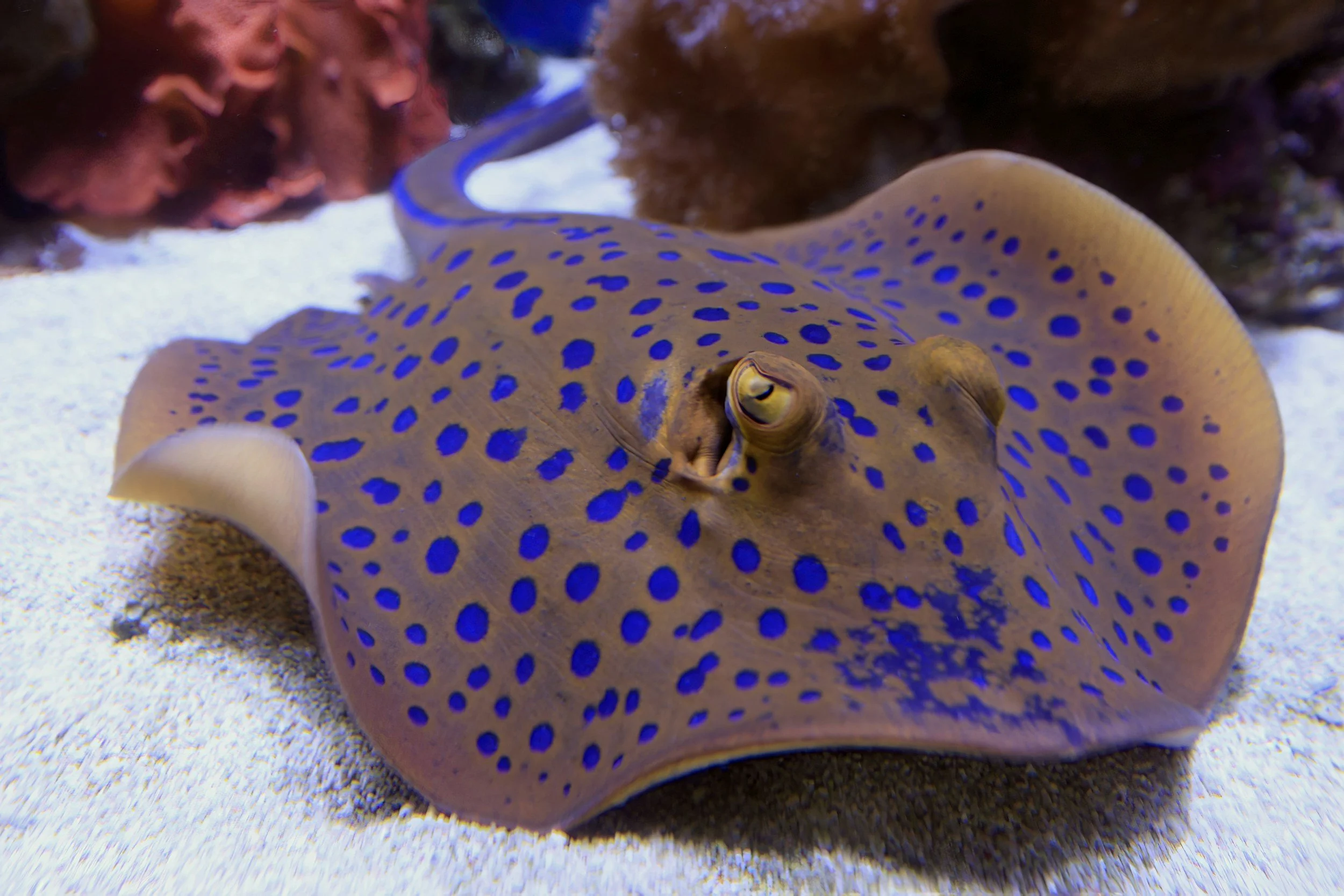 Megafauna Monitoring Initiative (MMI) - January 2026
