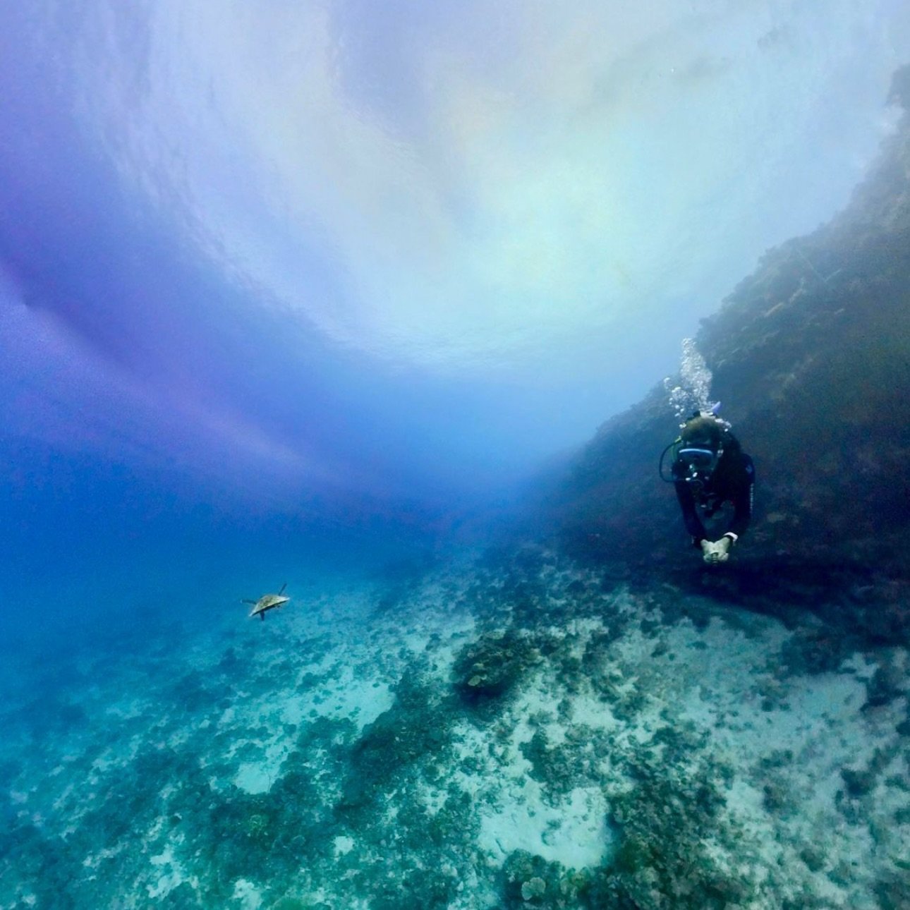 We're thrilled to announce that Tokoriki Diving, a PADI 5 Star Dive Centre, is now officially GREEN FINS accredited! 🥇 As passionate conservationists and 'guardians of our reefs,' we're committed to protecting our marine ecosystem. Here's what that 