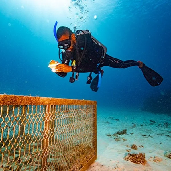Who's joined us on an underwater adventure and taken a peek inside these metal cages? 

If you have, you'll know they're home to juvenile giant clams until they're ready to thrive on nearby reefs.

Interestingly, a larger clam of a different species 
