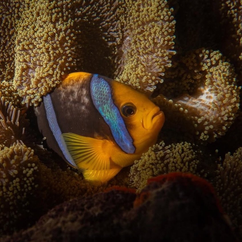 Take a closer look at the vibrant Orange Fin Anemonefish. 
This species is one of many incredible reef fish that thrive on our local coral reefs. 
📸 @1krakenfan

#fijireeffish #tokoriki #tokorikiislandresort #tokorikidiving #islandliving