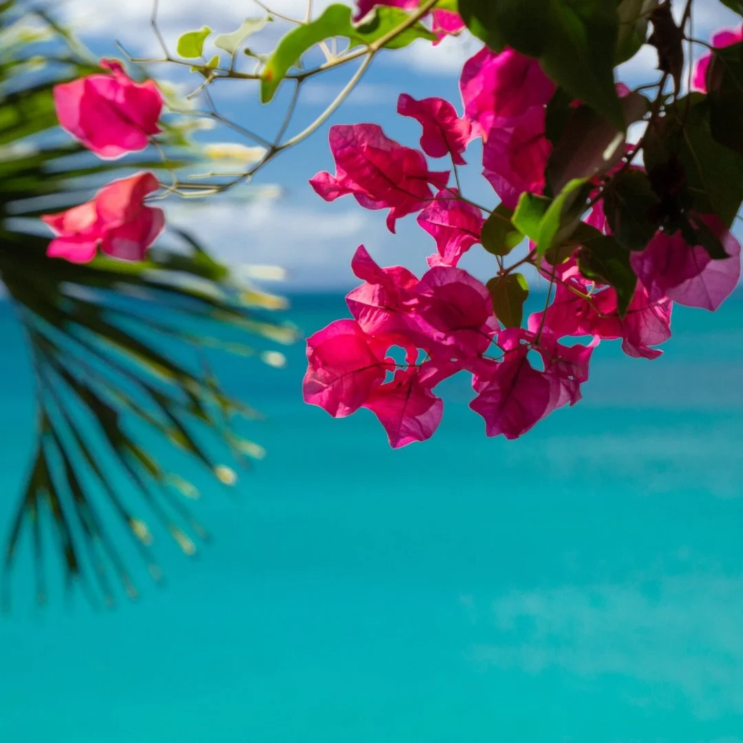 Summer time magic, blooming flowers, warm seas and balmy nights. 

#tokorikiislandresort #tokorikidiving #tokoriki #fiji #blue