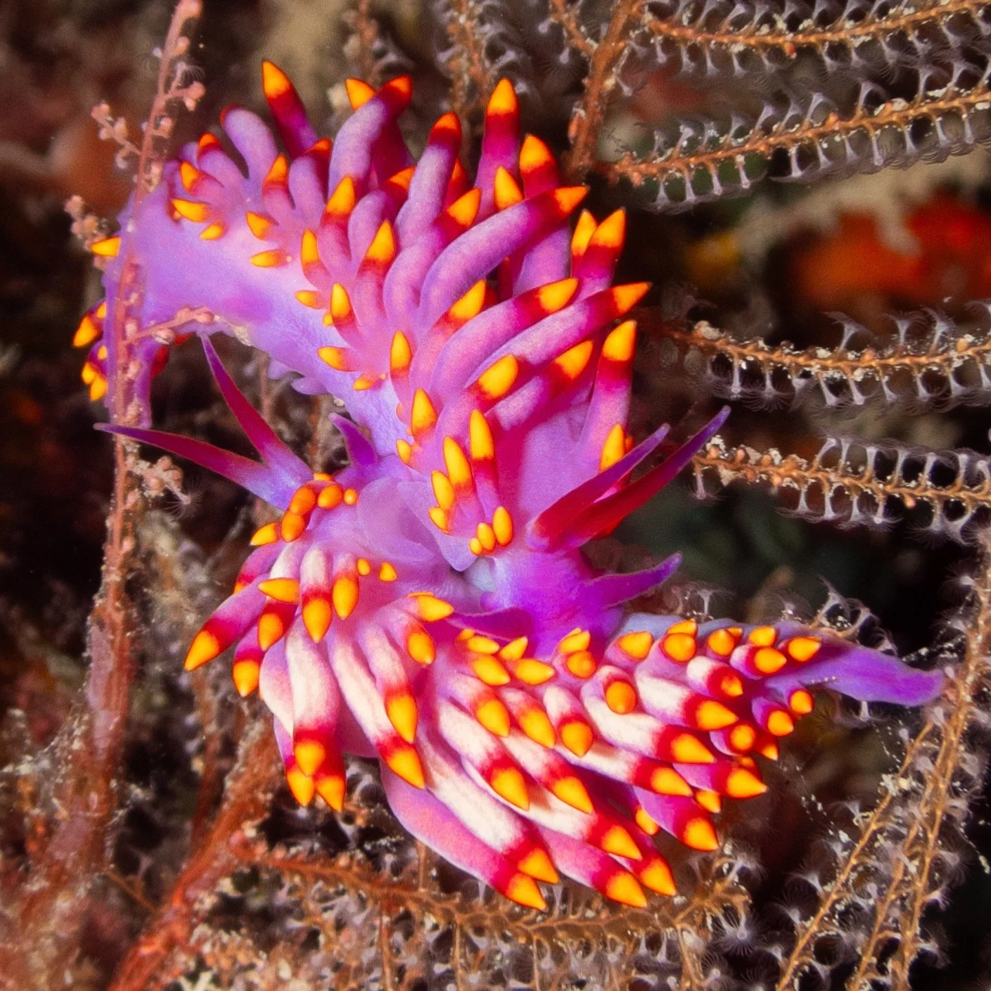 Dive into the world of macro marine life with us. 

We're passionate about discovering and sharing the reef's lesser-known inhabitants with our Tokoriki Diving guests. 

Take for example these tiny 2cm-long nudibranchs, feeding on hydrozoans.

#exqui