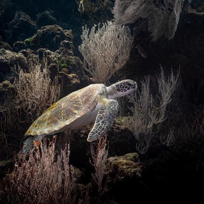 One of my all-time favorite photos, captured by the talented underwater photographer @steunderwater who dived with us a few years ago. This stunning shot features "Patrice", a resident green turtle at Tokoriki Wall.

#thenaturalworld #turtl