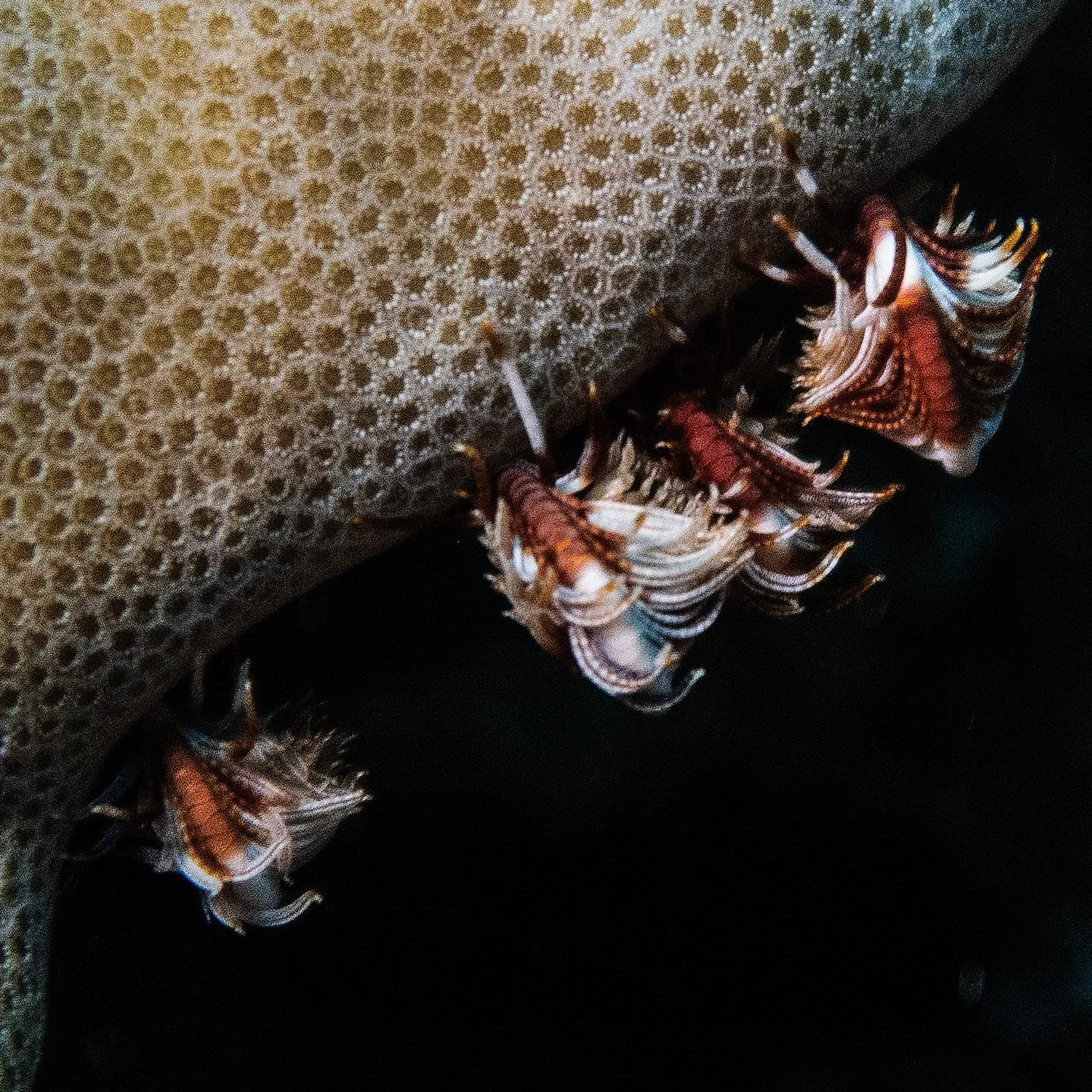 As anyone who has ever dived with us knows, our whole team are very good at ID-ing aquatic life. 

The guru undoubtedly is Will - and we all learn from him.

We were recently sent this very cool image by Tokoriki diver Brett, taken on one of his rece