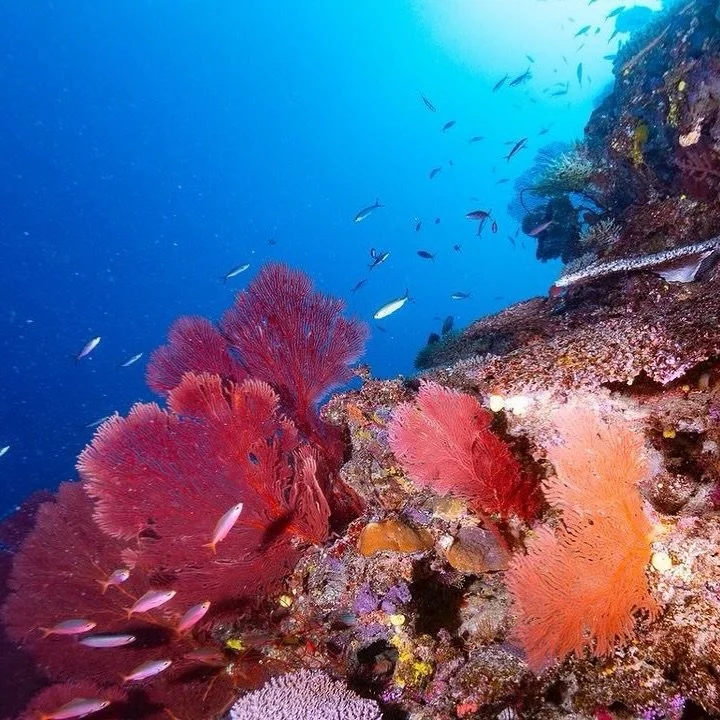 The true colours of Gorgonian sea fans  captured beautifully at Sherwood Forest by Tokoriki Diving guest @paul.pacaud2018 

Investing in small pocket sized underwater flashlight is our recommendation for seeing the true beauty of the coral reef, as w