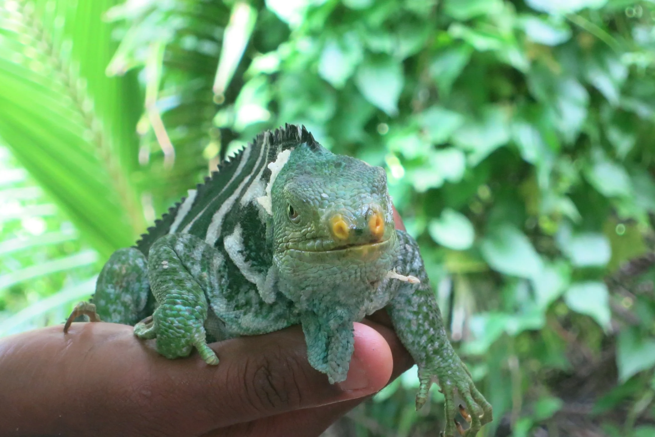 iguana+monuriki.png