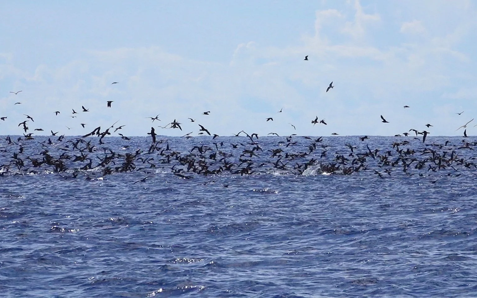 birds.JPG