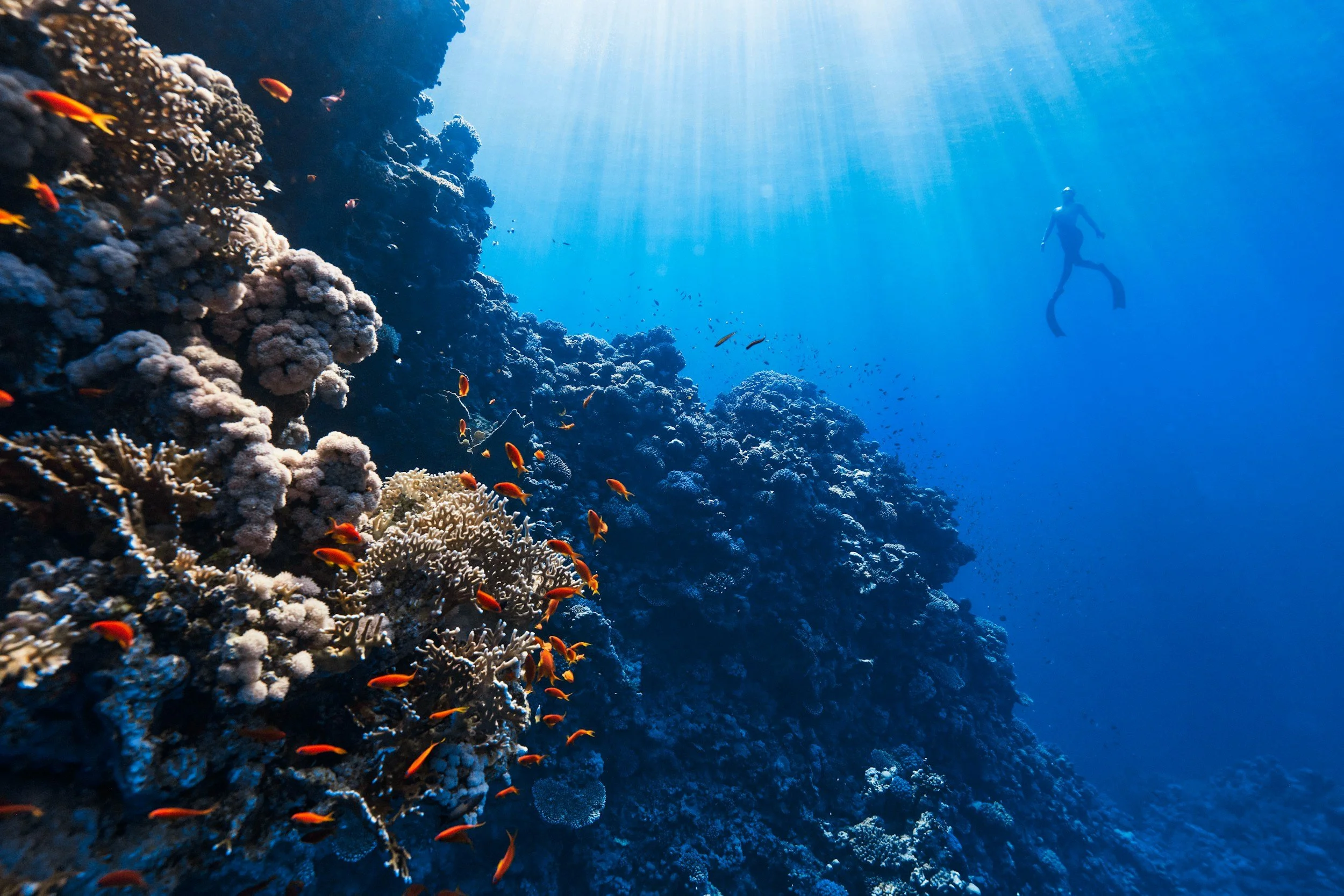 Underwater scene showing a scuba diver swimming above a vibrant coral reef with colorful fish and bright sunlight filtering through the water.