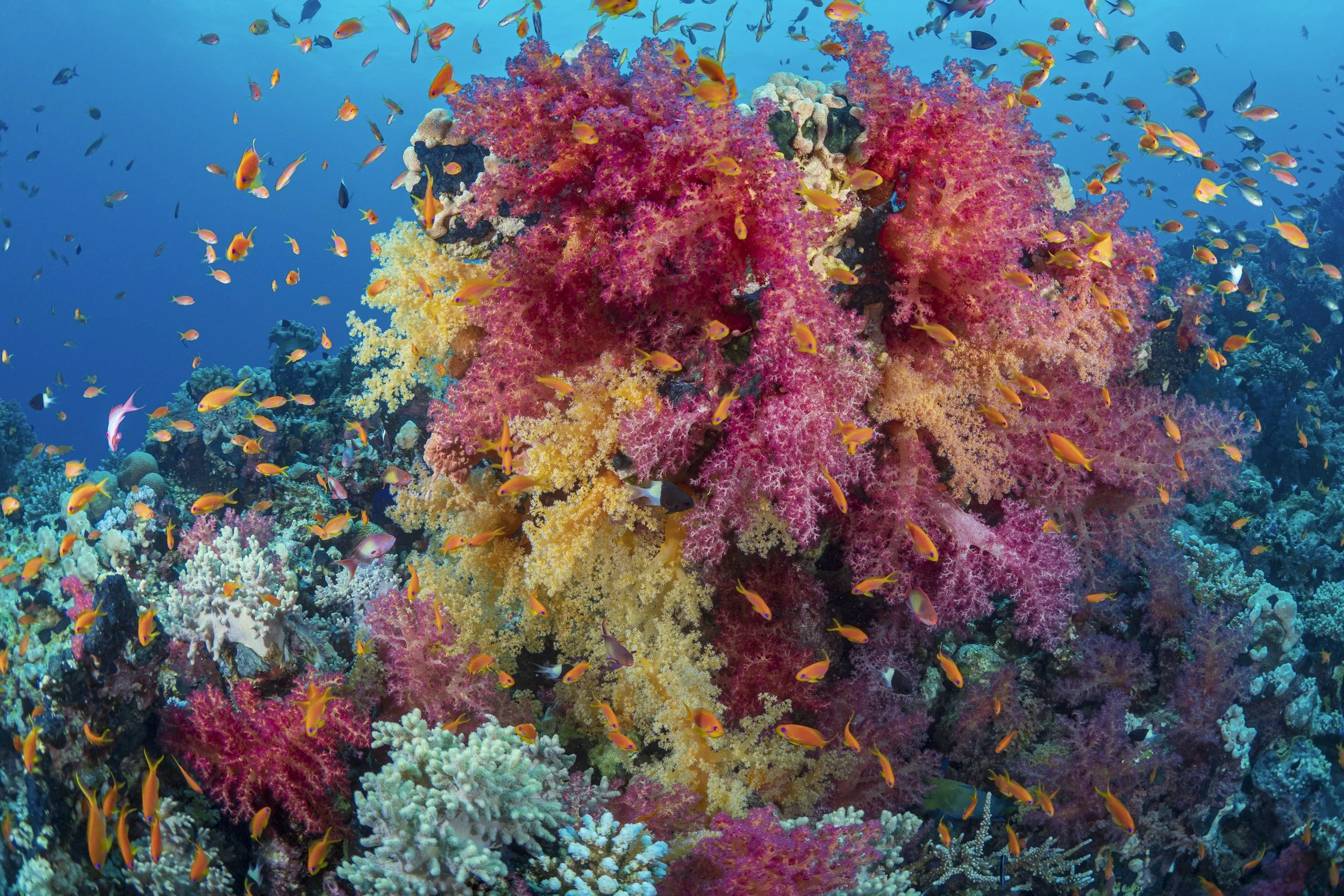 Other than at Tokoriki, where do you like diving in Fiji?