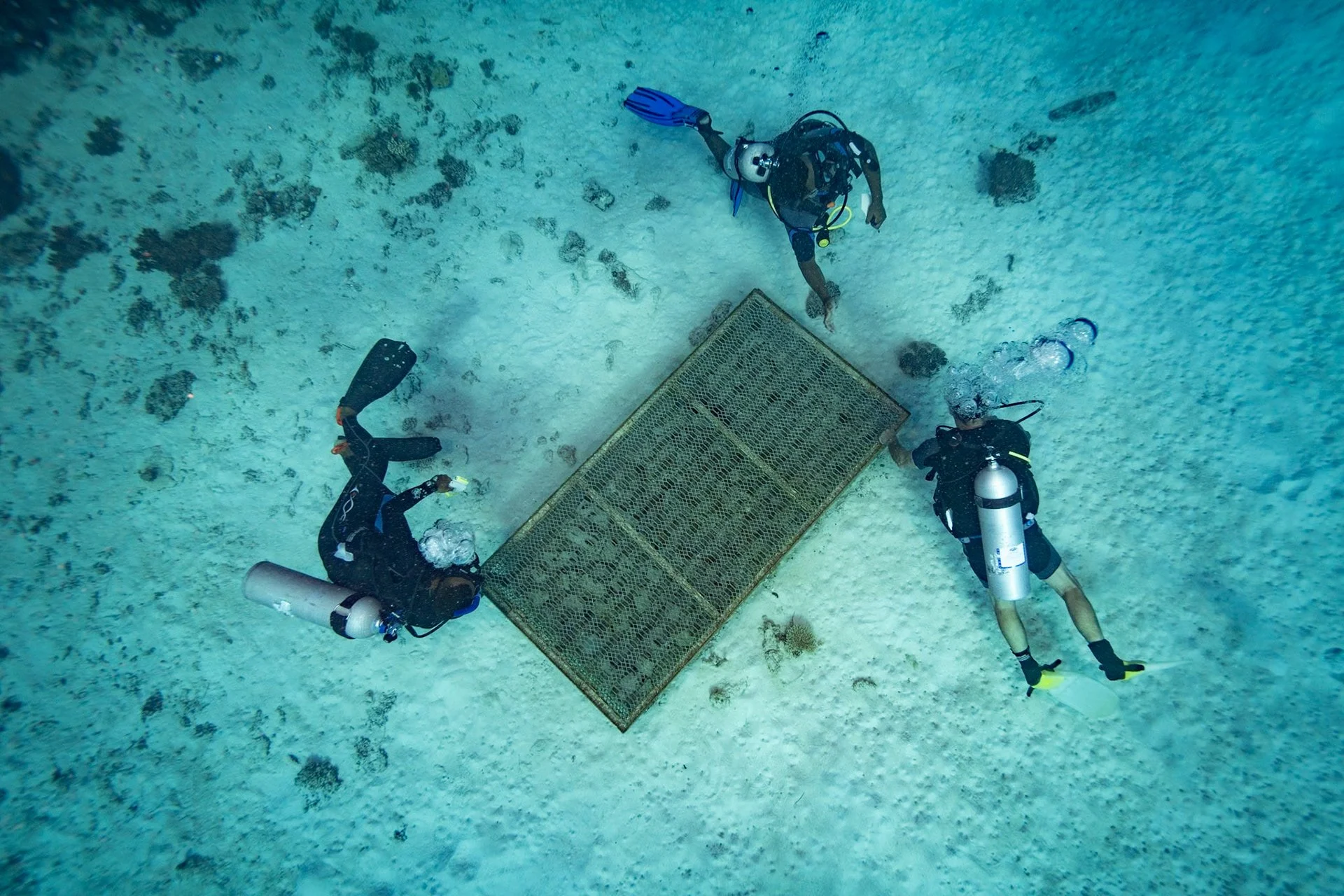 giant clam cage with divers.jpeg