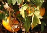 Preserving Summer