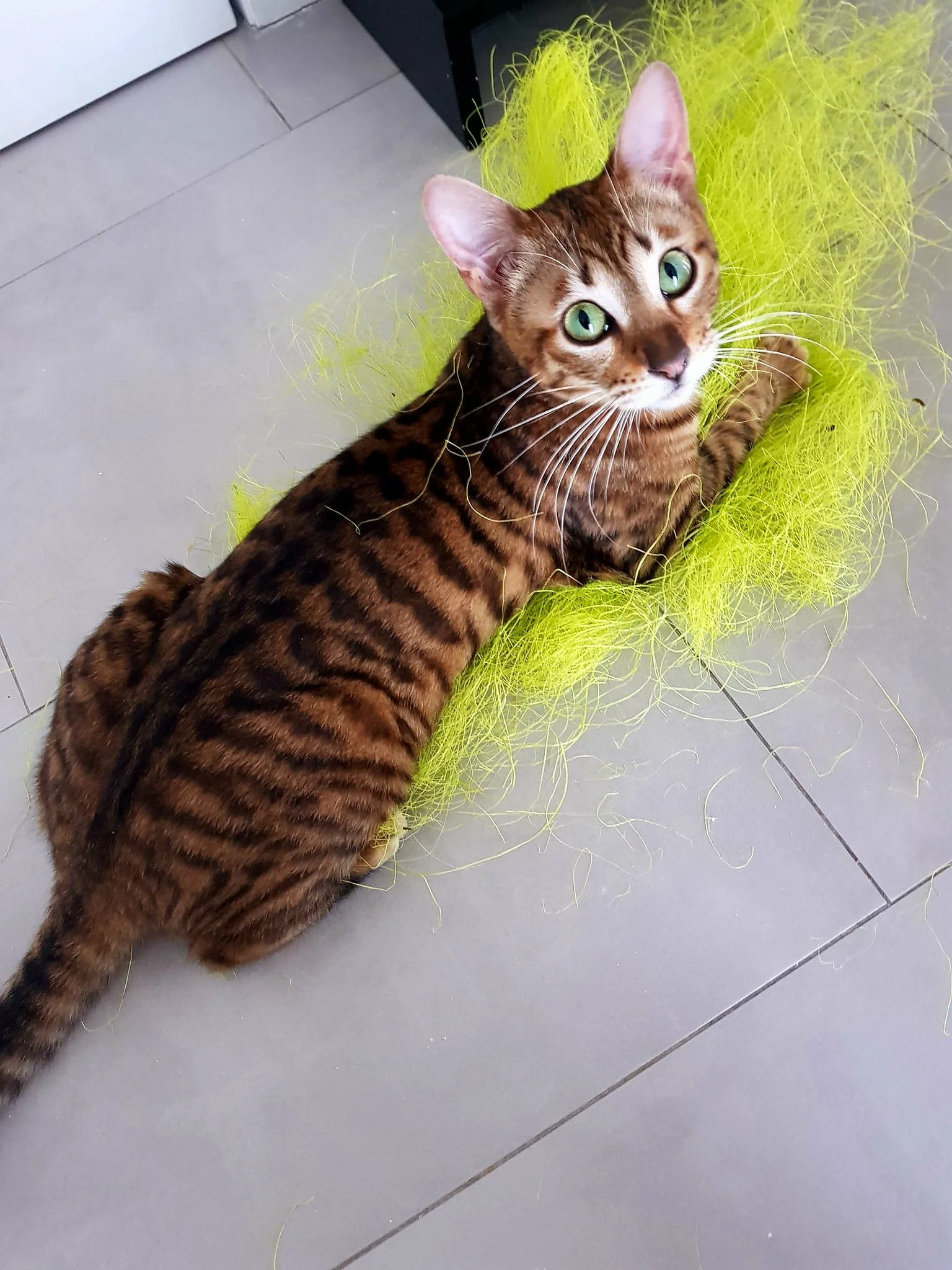 So Cats Toyger Toyger Belgique