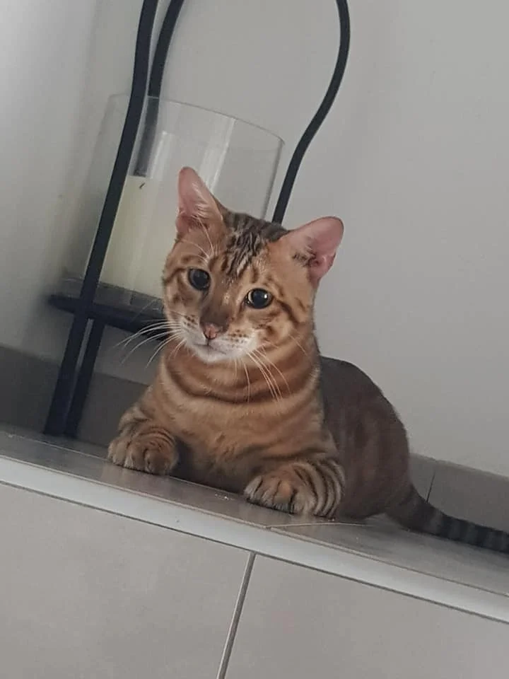 So Cats Toyger Toyger Belgique