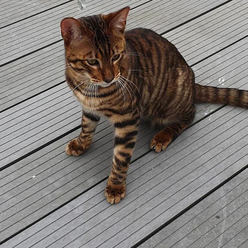 So Cats Toyger Toyger Belgique
