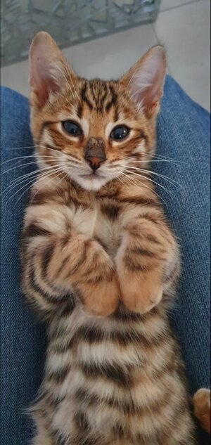 So Cats Toyger Toyger Belgique