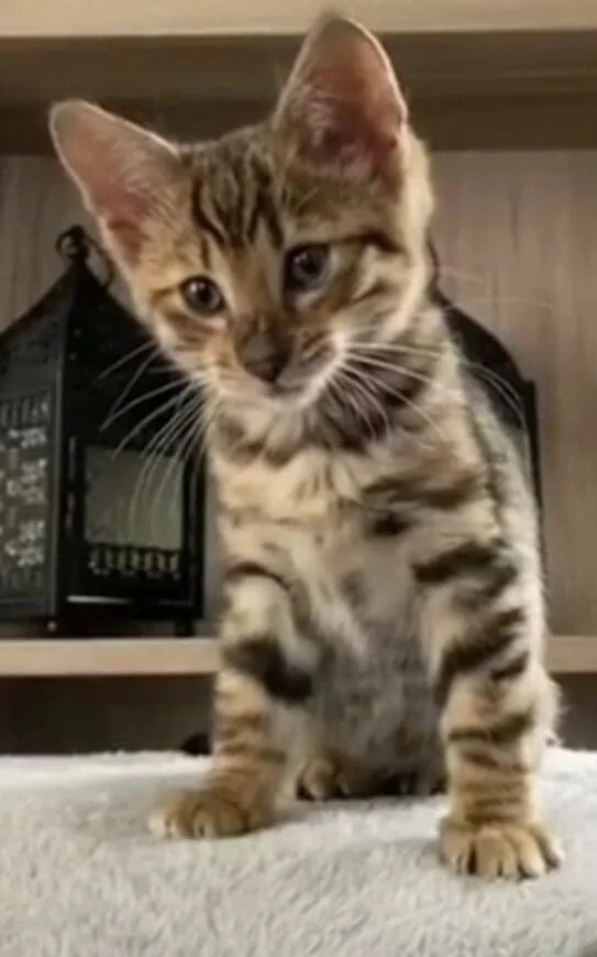 So Cats Toyger Toyger Belgique