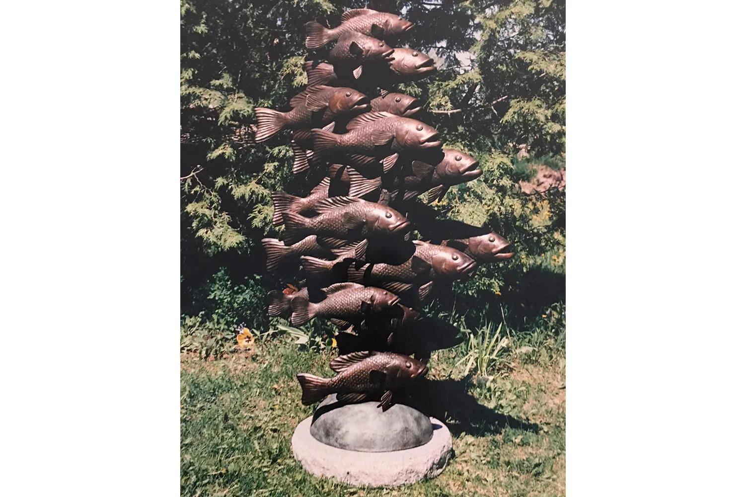 School of Fish