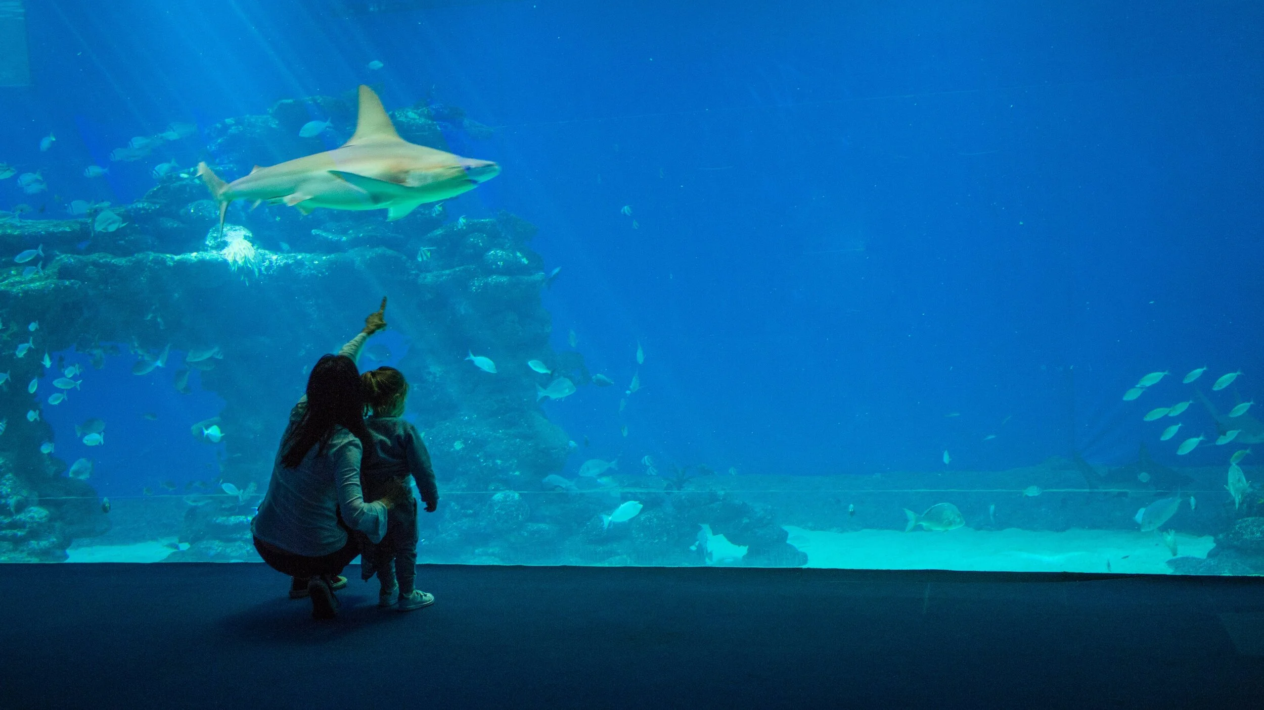 Taking Time To Observe Ocean Life