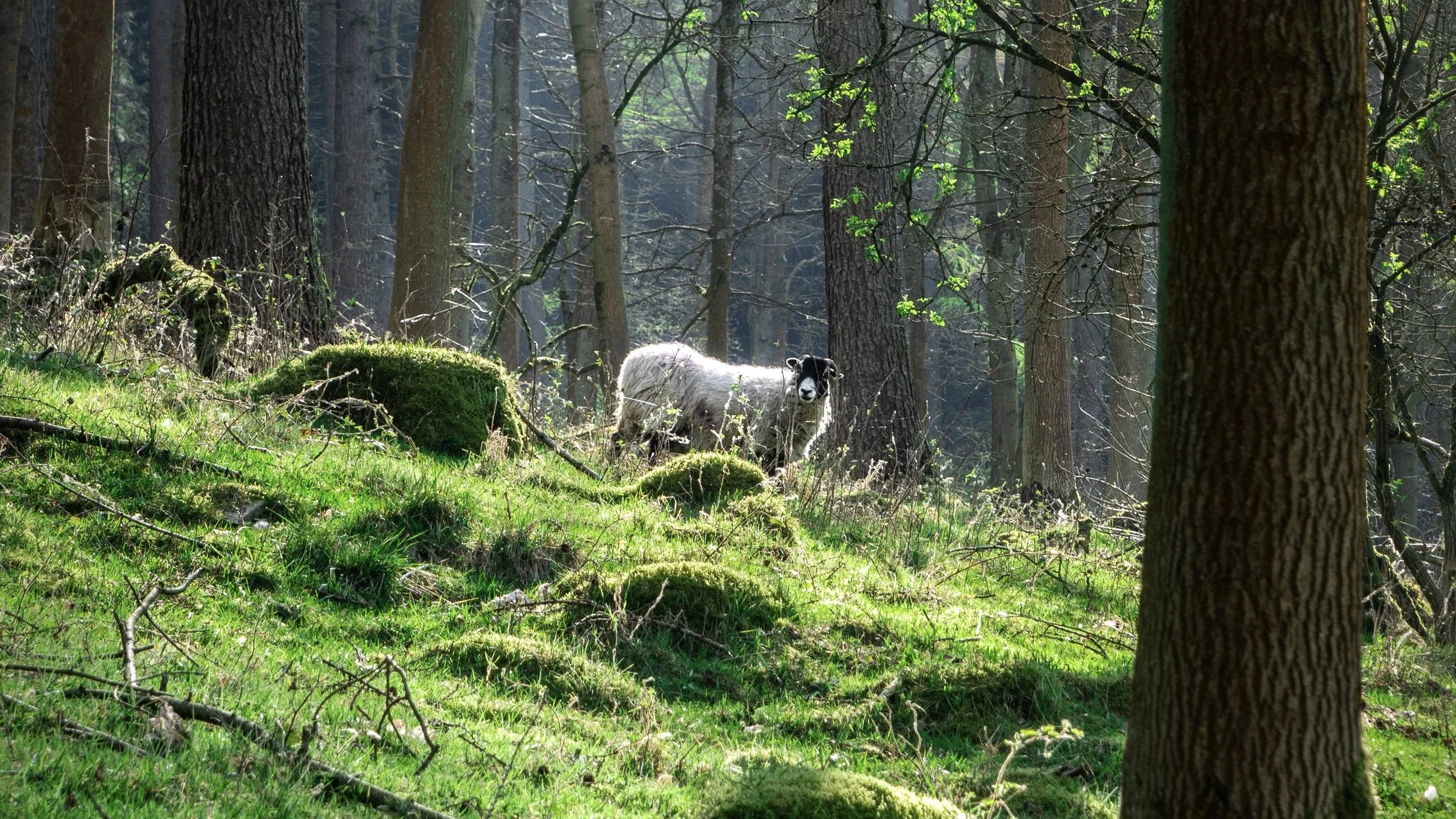 Drifting Deeper Into The Woods