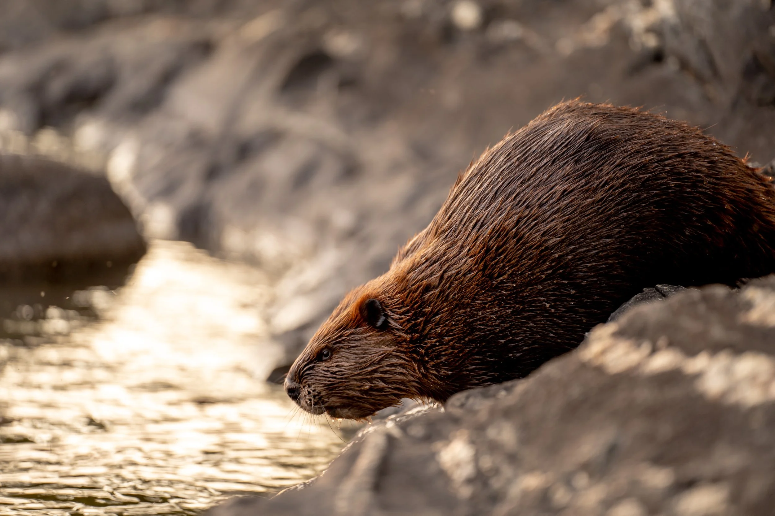 Beaver Parenting And Wisdom